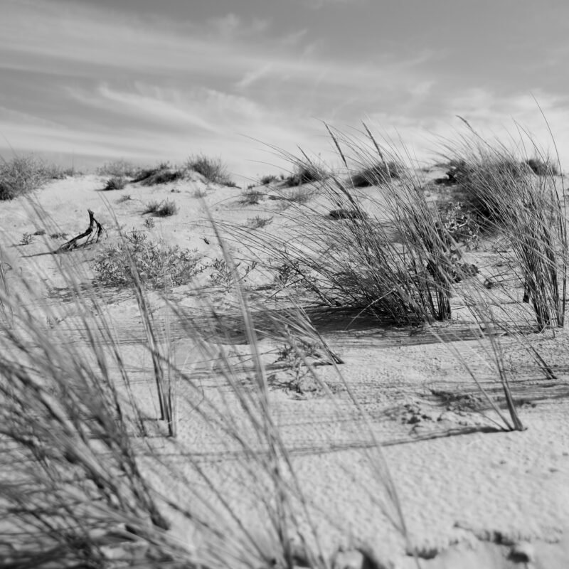 The Sand Whispers