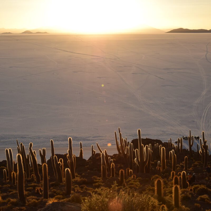 A cactus-covered island rises from a vast white salt desert, formed from an ancient volcano and surrounded by an expansive, barren landscape.