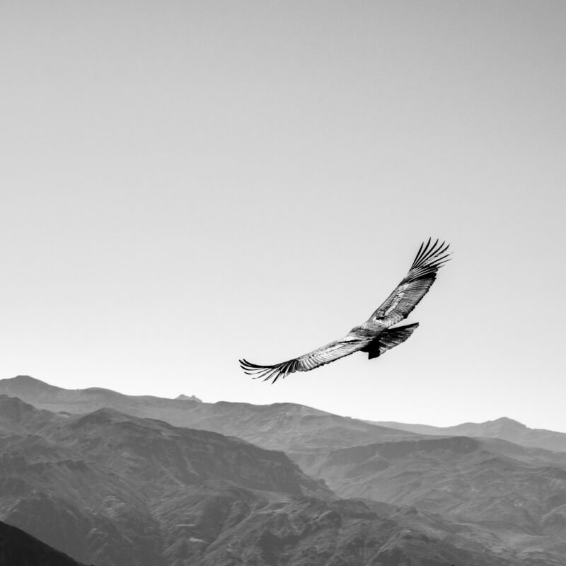Shop Wings of Silence Collection Prints