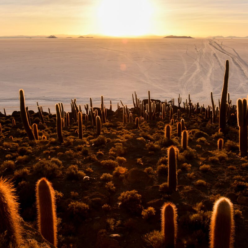 Desert Light