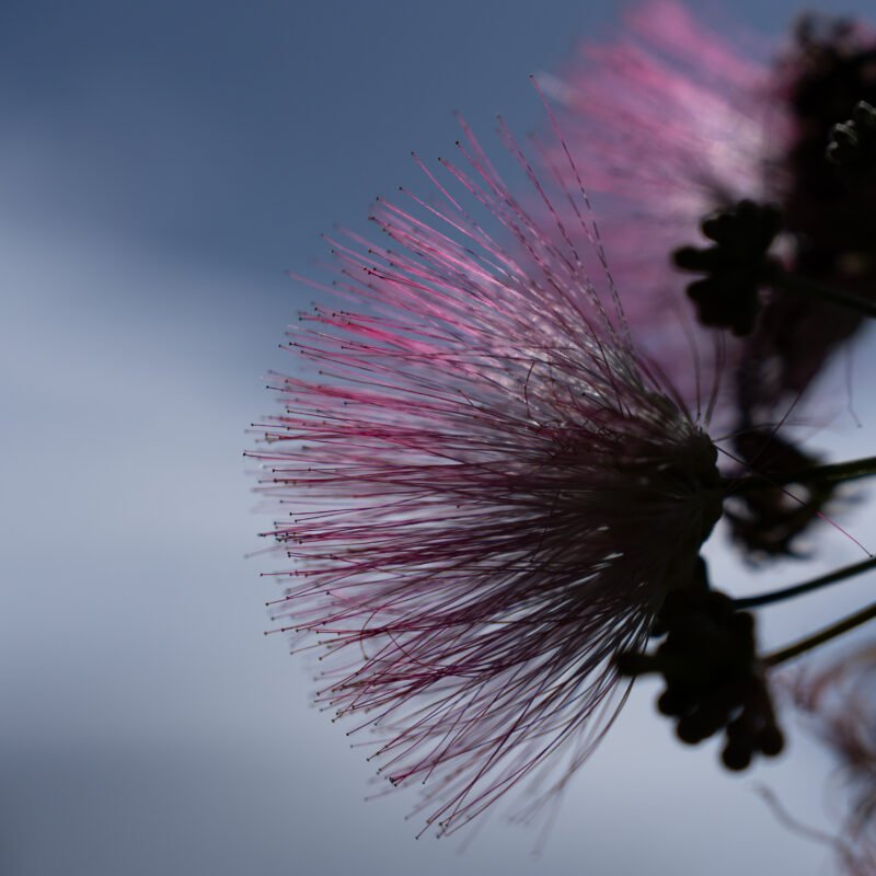 Blossom