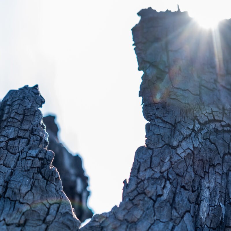 Dead tree from burned forest in Gironde.