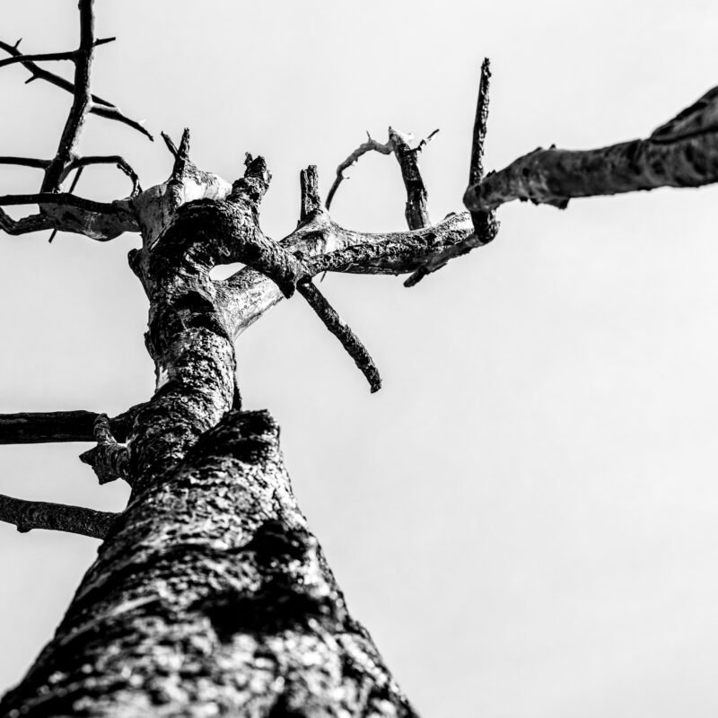 Dead tree from burned forest in Gironde.